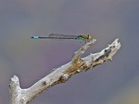 Caribbean Yellowface